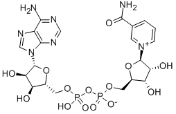 β-Nicotinamide adénine dinucléotide